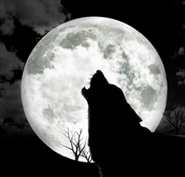 Howling at the Moon