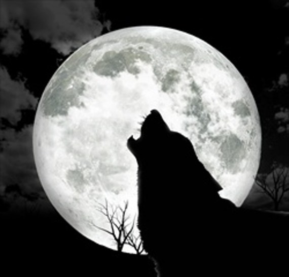 Howling at the Moon